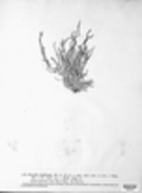 Roccella fuciformis image